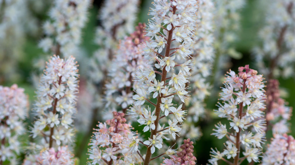 Weiße und rosafarbene Blütenstände der Herzblättrigen Schaumblüte (Tiarella cordifolia)