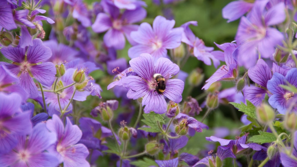 Violette Blüten des Herzblättrigen Storchschnabels