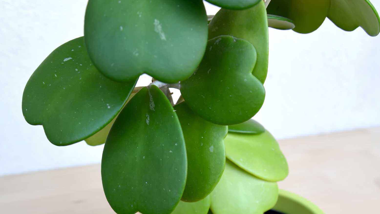 Oft werden Stecklinge der Hoya kerrii als kleine Mitbringsel oder Liebes-Geschenke in Herztöpfchen angeboten aber auch sie gehört zu den giftigen Zimmerpflanzen für Hunde.
