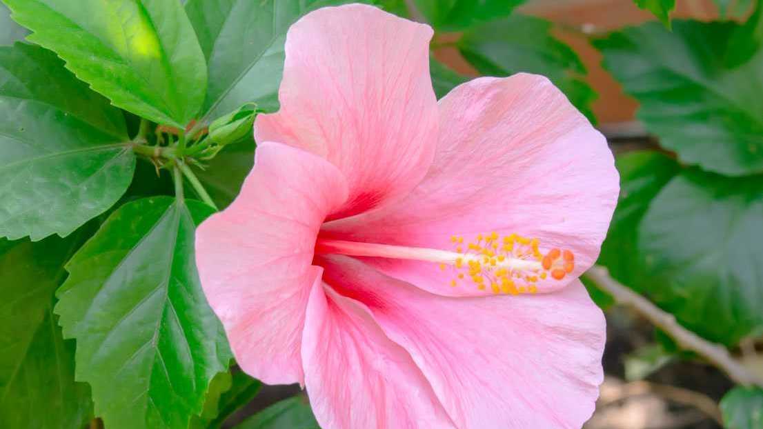 Der Hibiskus ist eine blühende Zimmerpflanze und die Nationalpflanze Hawaiis.