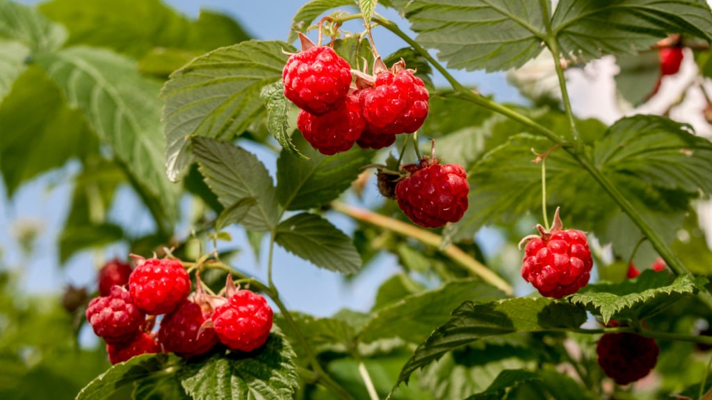 Rote Himbeeren am Strauch