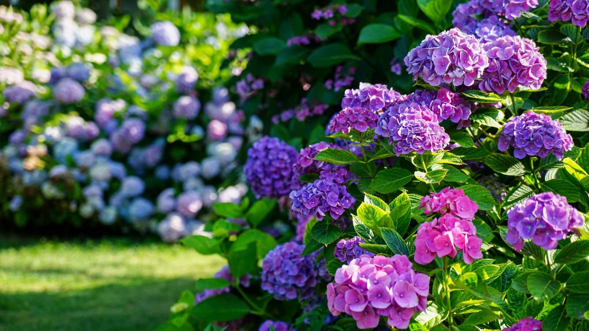 Hortensie