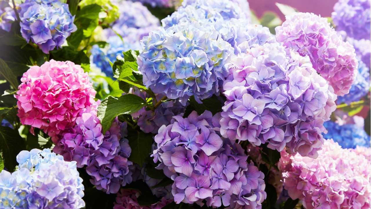 Rosa, violette und blaue Hortensienblüten