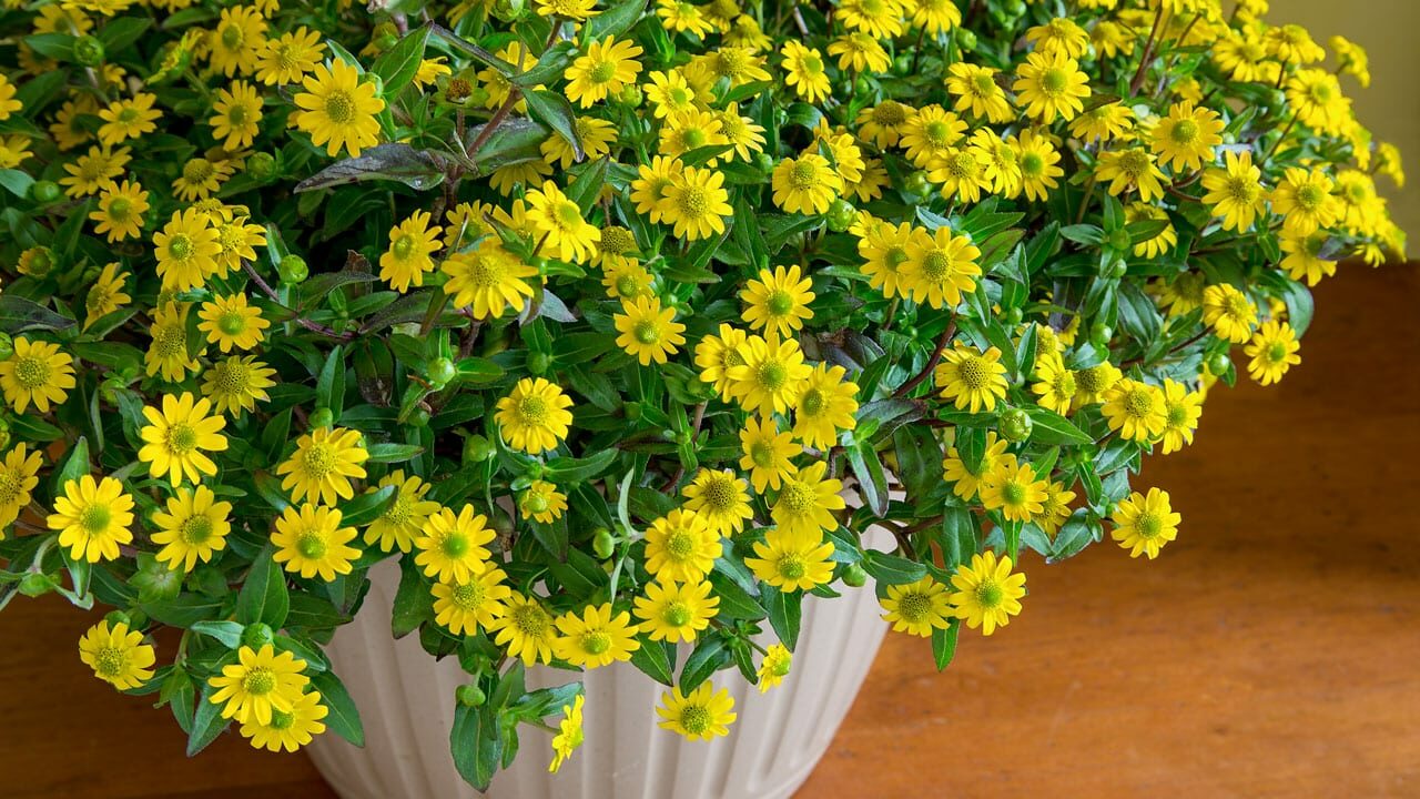 Die Blüten des Husarenknopf