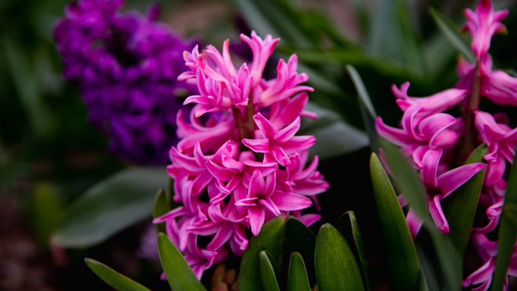 Pink blühende Hyazinthen im Beet