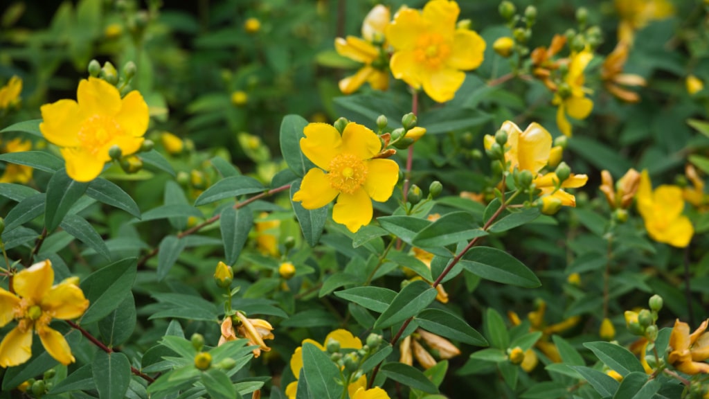 Gelbe Johanniskrautblüten mit langen Staubblättern