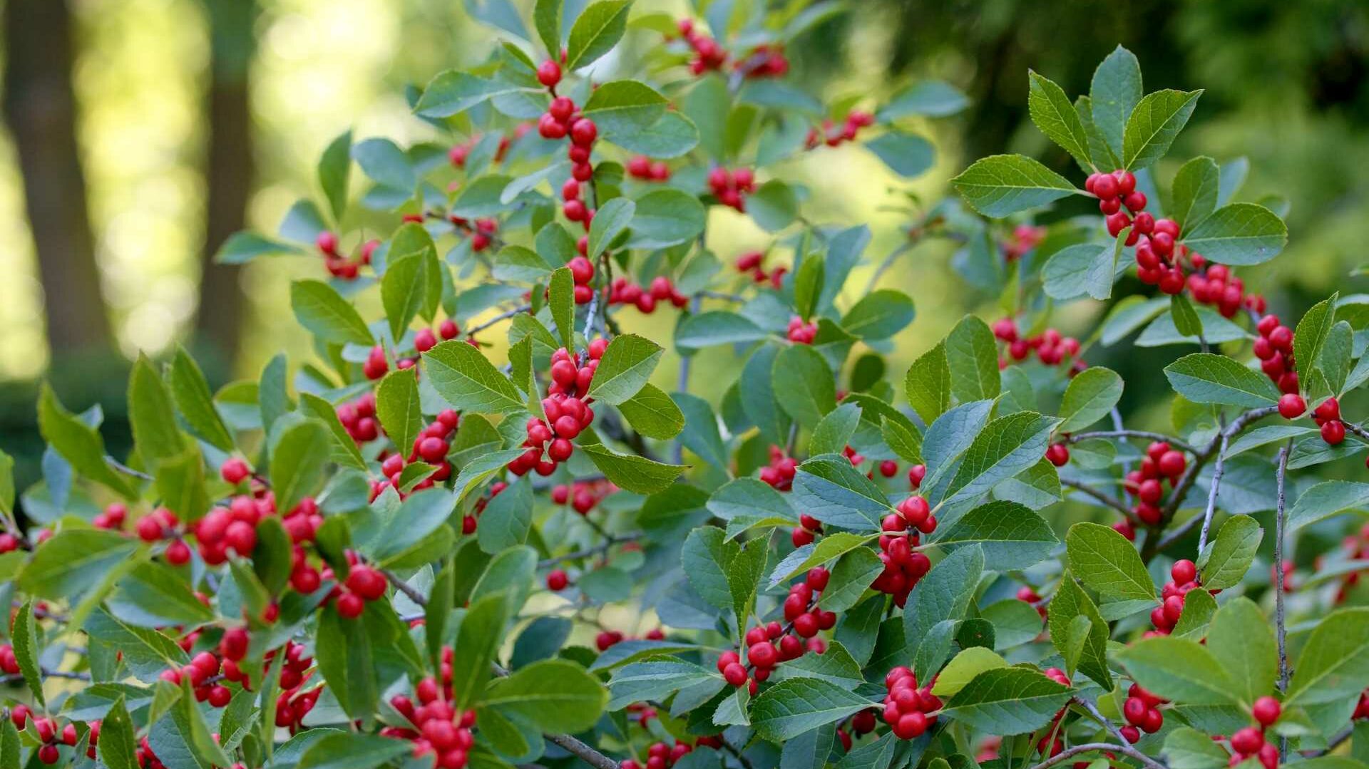 Ilex
