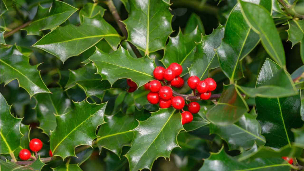 Rote Stechpalmenbeeren zwischen glänzenden Blättern