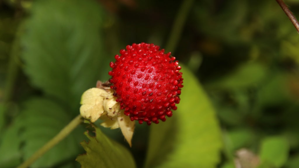 Rote Scheinerdbeere an der Pflanze