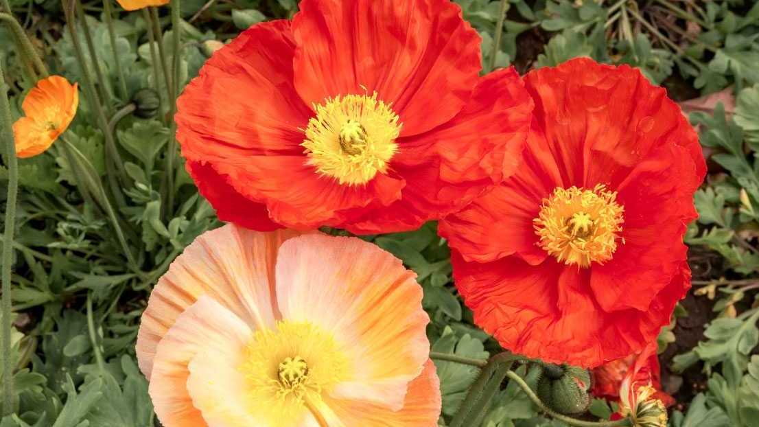 Islandmohn mit roten und orangefarbenen Blüten