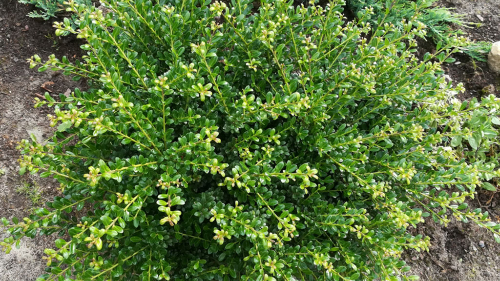 Japanische Stechpalme (Ilex crenata)