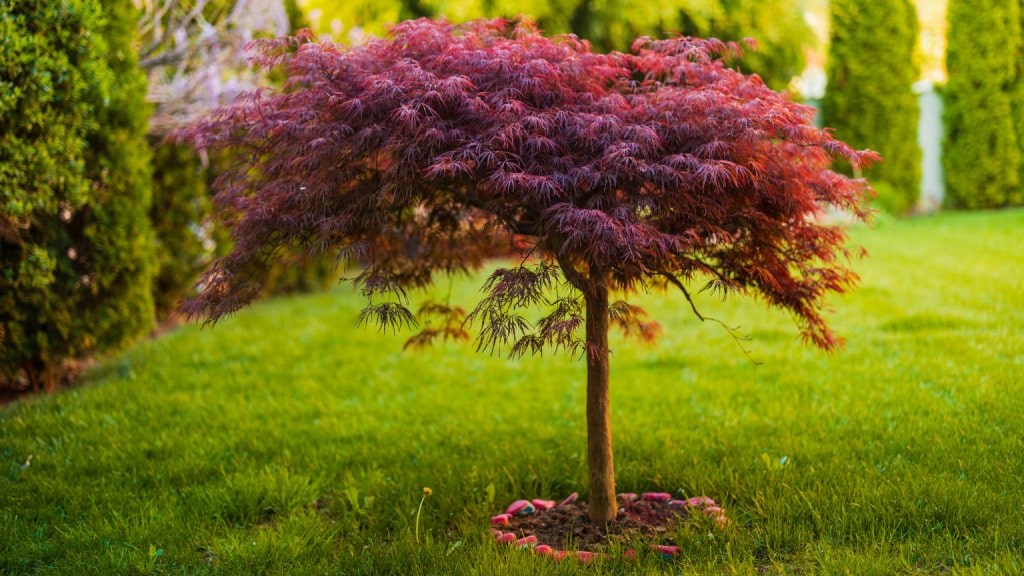 Japanischer Ahorn mit rotviolettem Laub auf einer Rasenfläche