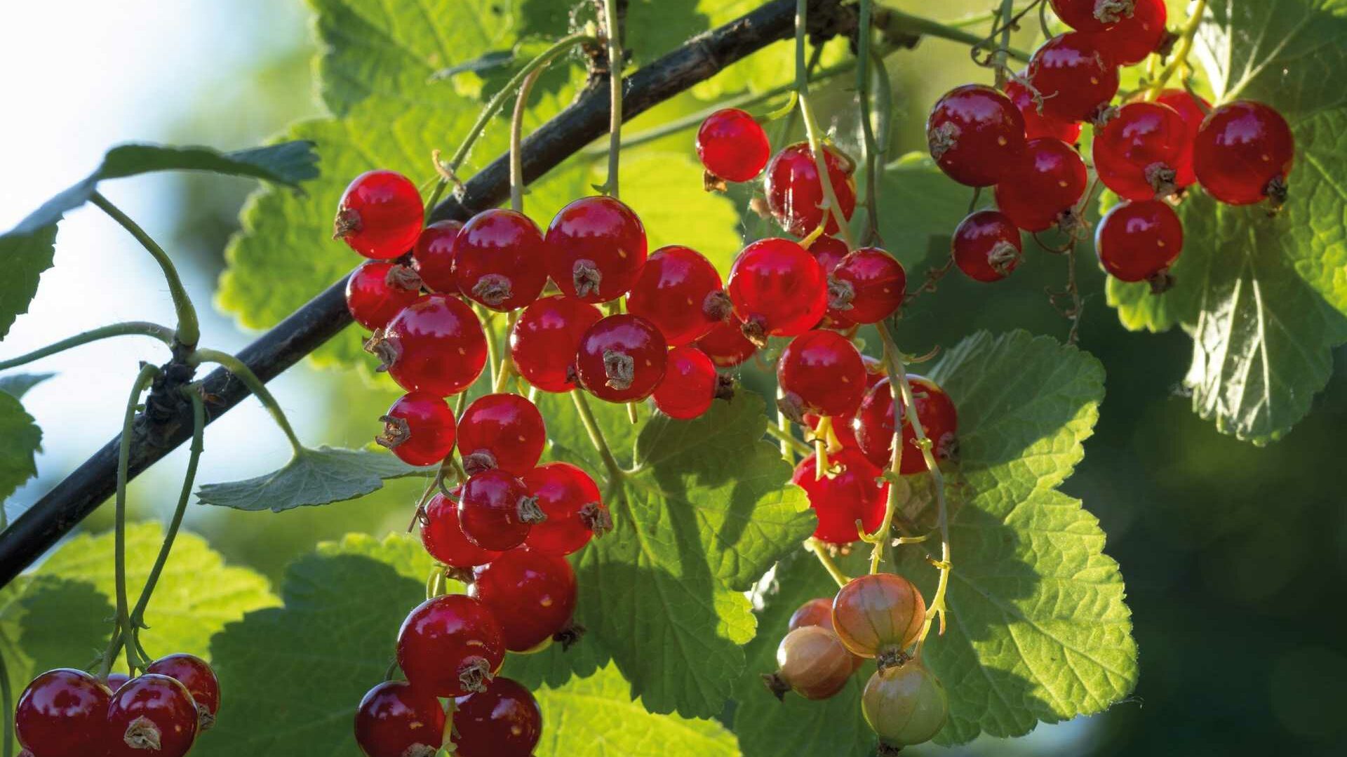 Rote Johannisbeeren an einem Strauch.