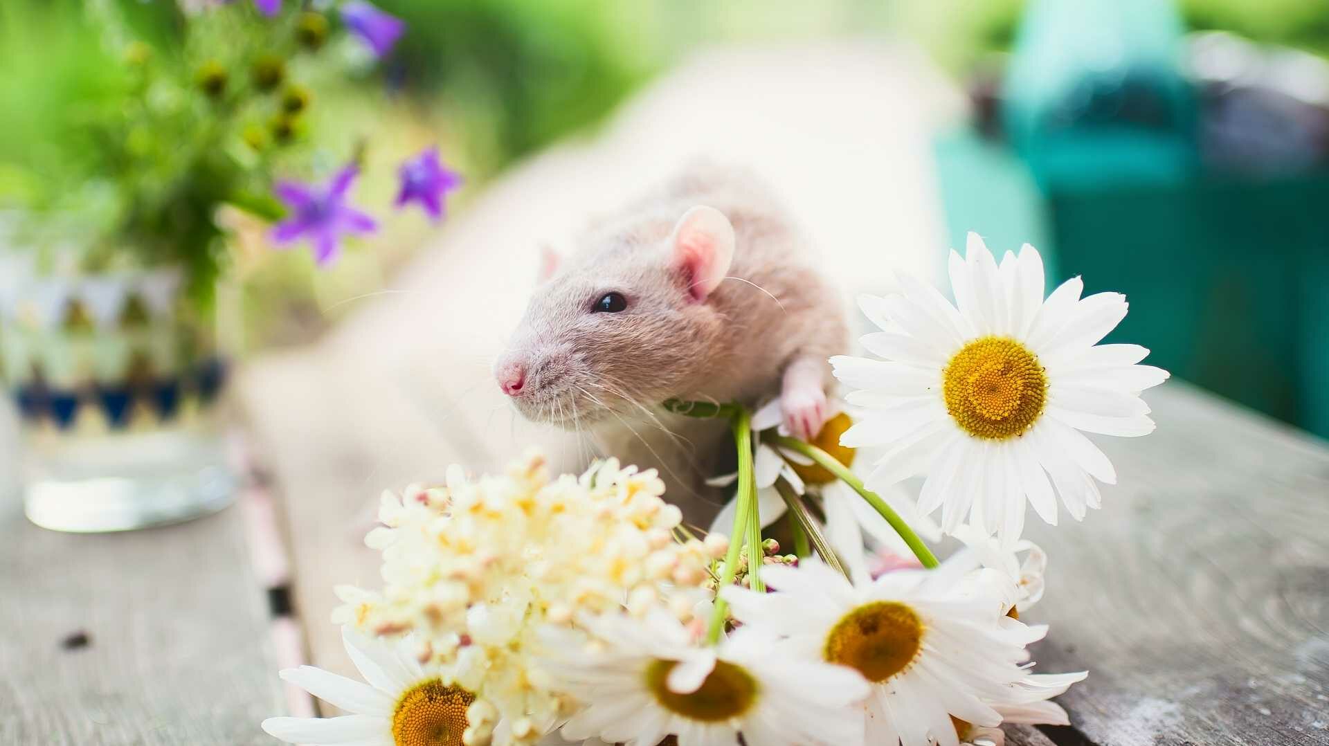 Ratte sitzt auf Kamilleblüten auf einem Gartentisch