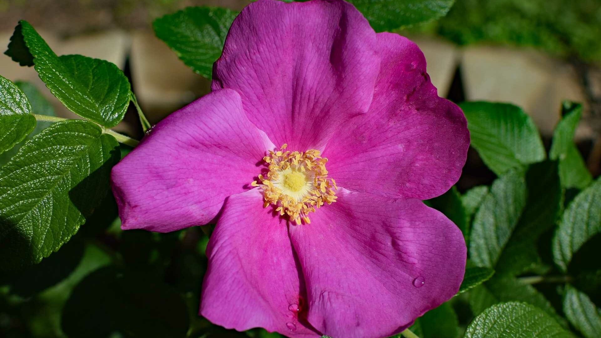 Die Kartoffelrose lockt Menschen und Tiere mit ihren rosaroten Blüten an.