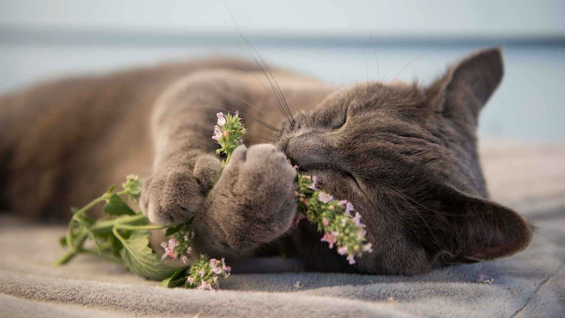 Katze spielt mit Pflanze