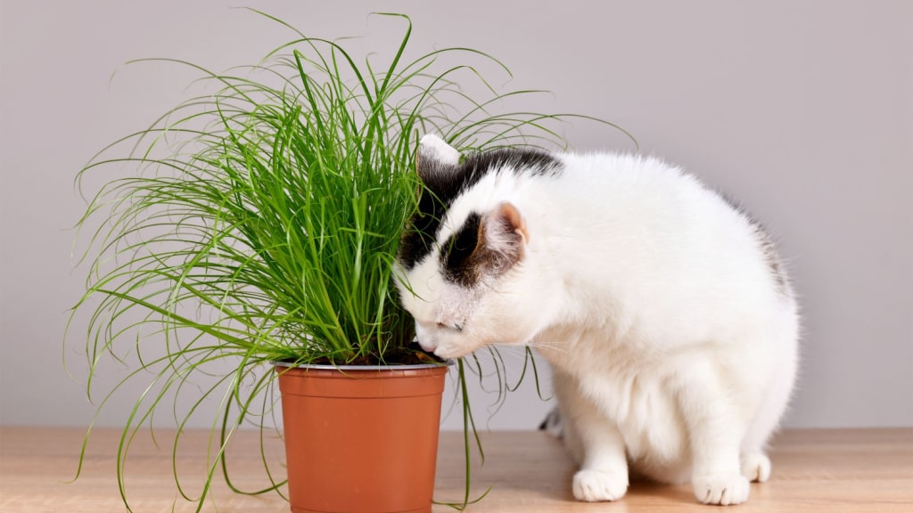 Schwarz-weiße Katze schnuppert an Katzengras im Topf