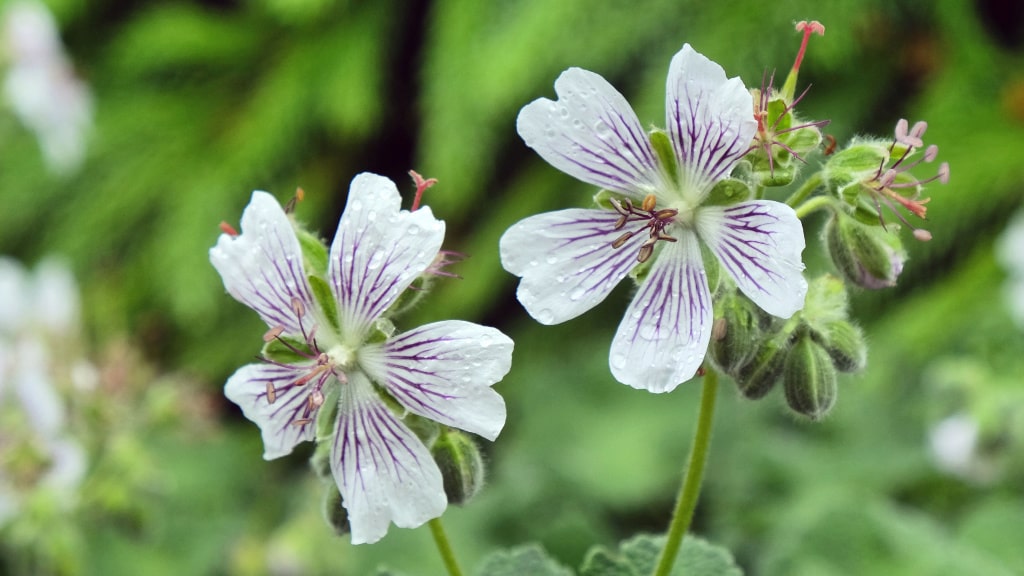Weiße Blüten des Kaukasus-Storchschnabels mit violetten Adern