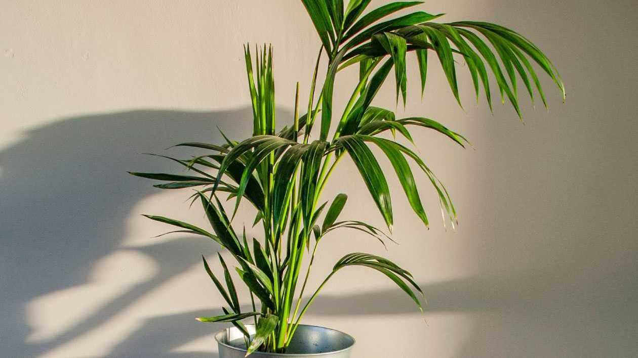 Die Kentia-Palme (Howea) befreit die Luft von Schadstoffen.