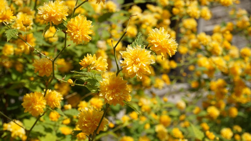 Gefüllte gelbe Blüten des Ranunkelstrauchs