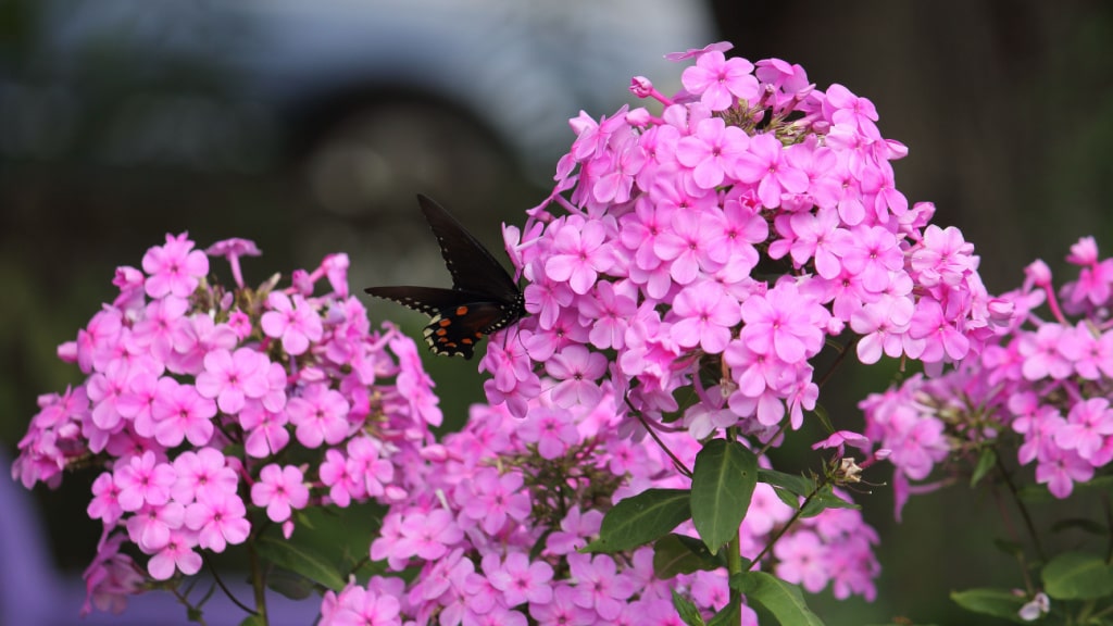 Rosa Blüten des Kleinen Phlox mit einem schwarzen Schmetterling