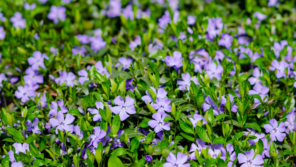 Violette Blüten des Kleinen Immergrüns (Vinca minor)
