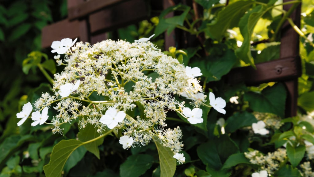 Weiße Blütendolde einer Kletterhortensie an einem Holzspalier