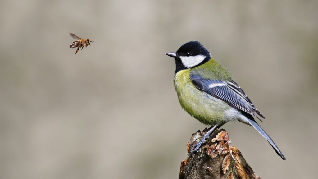 Kohlmeise auf einem Baumstumpf neben einem fliegenden Insekt