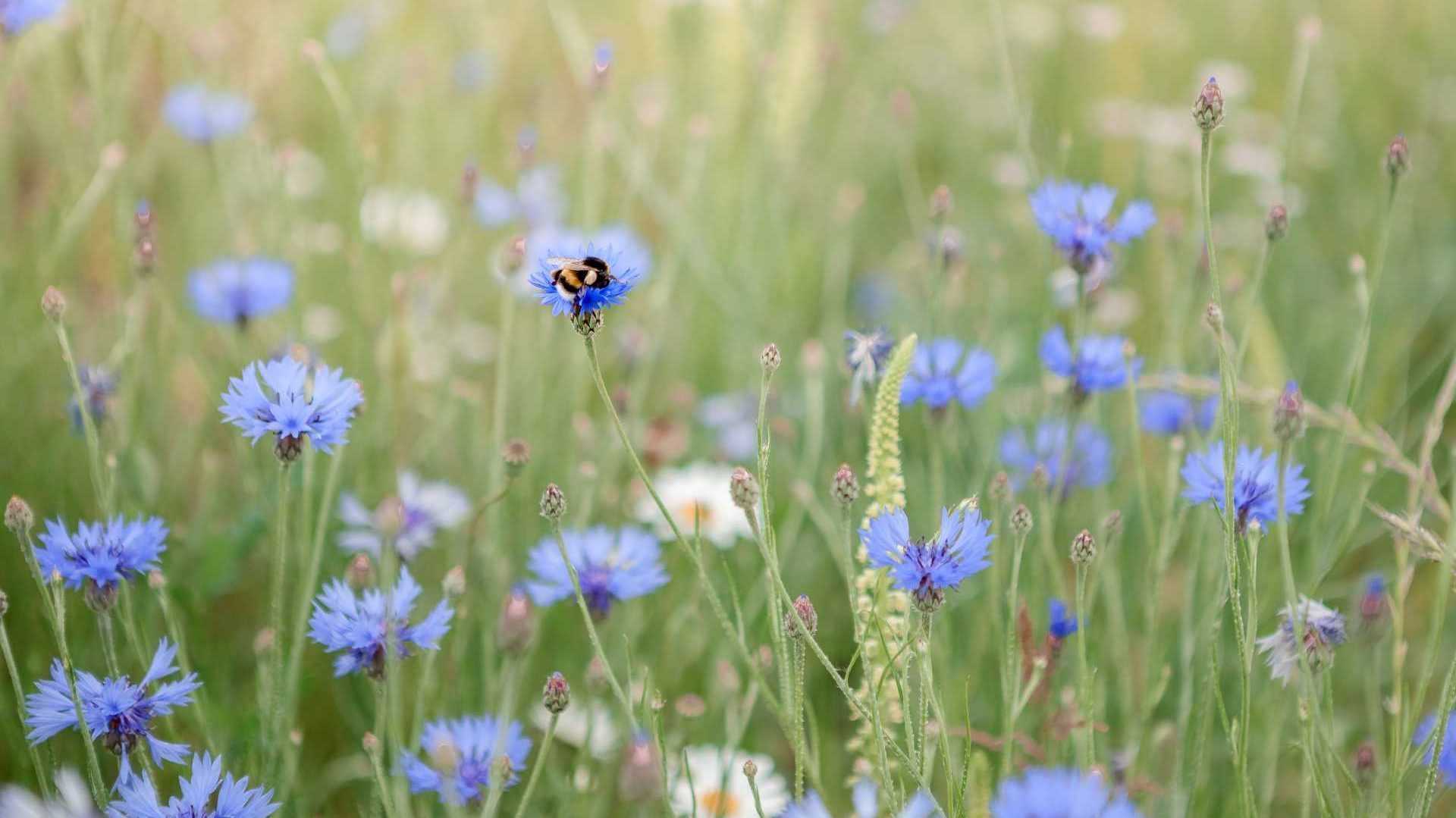 Kornblumen