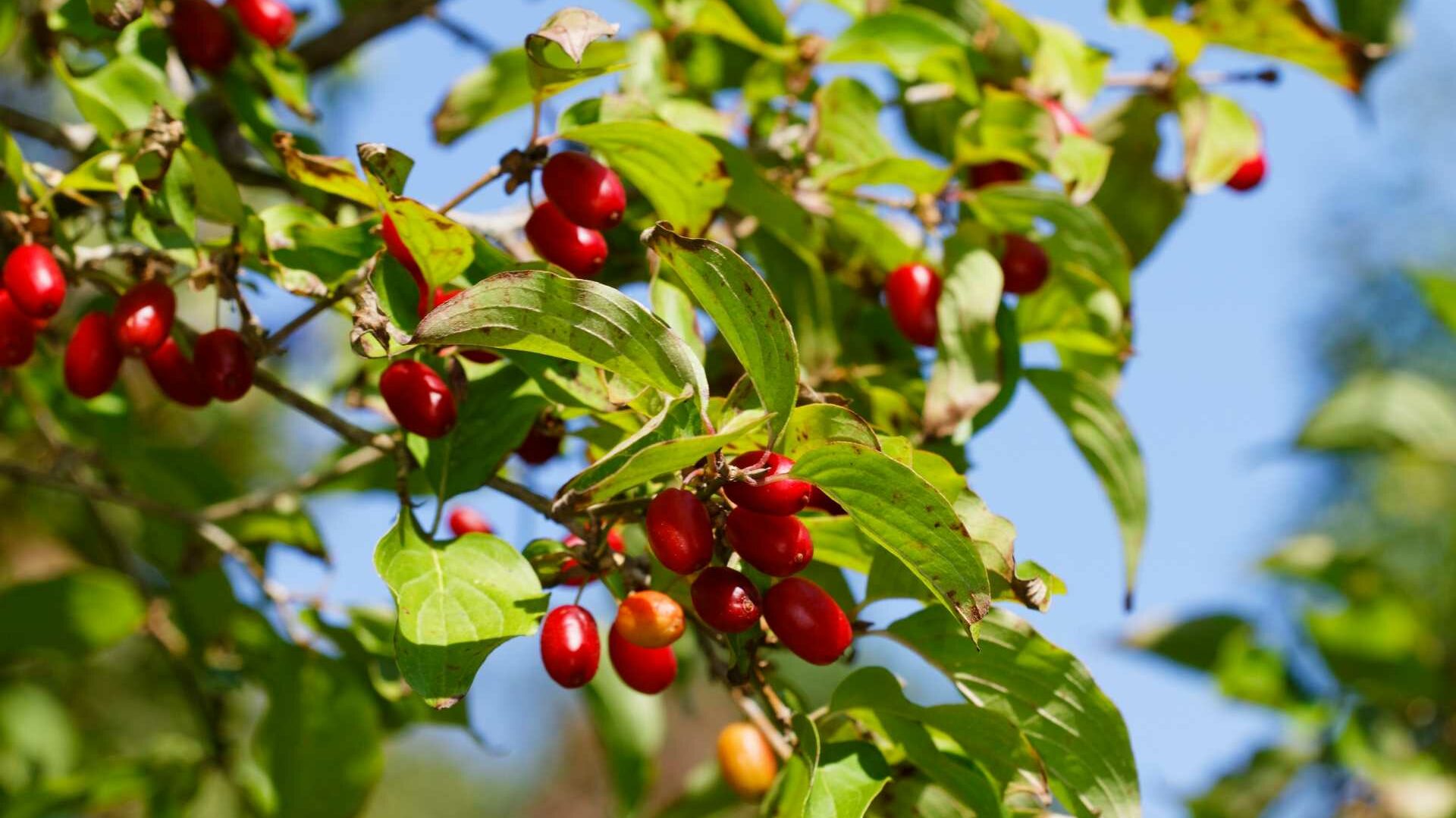 Hartriegel (Cornus)