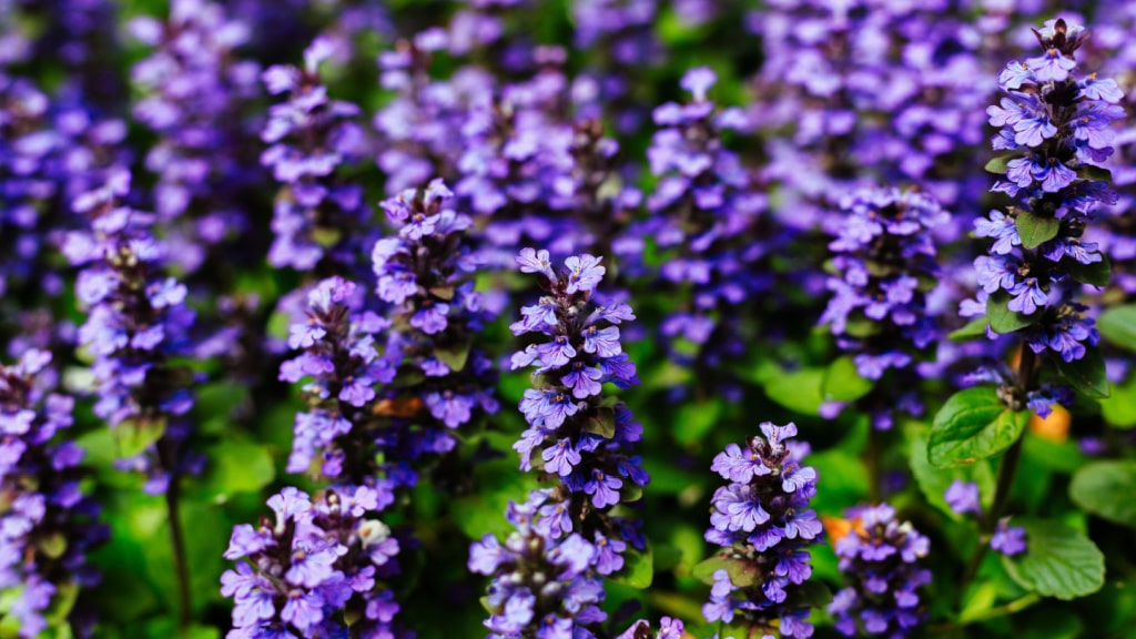 Violette Blütenstände des Kriechenden Günsels