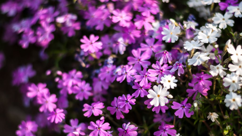 Weiße und violette Blüten des Kriechenden Phlox
