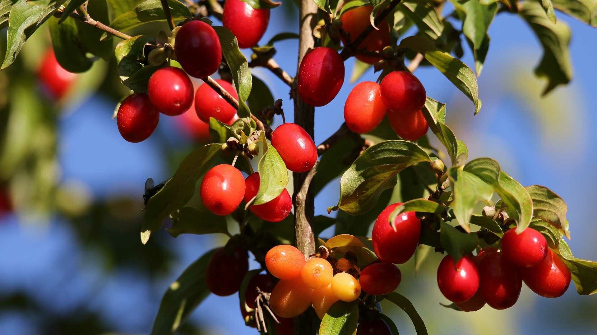 Die Beeren der Kornelkirsche eignen sich für Marmelade oder Konfekt.