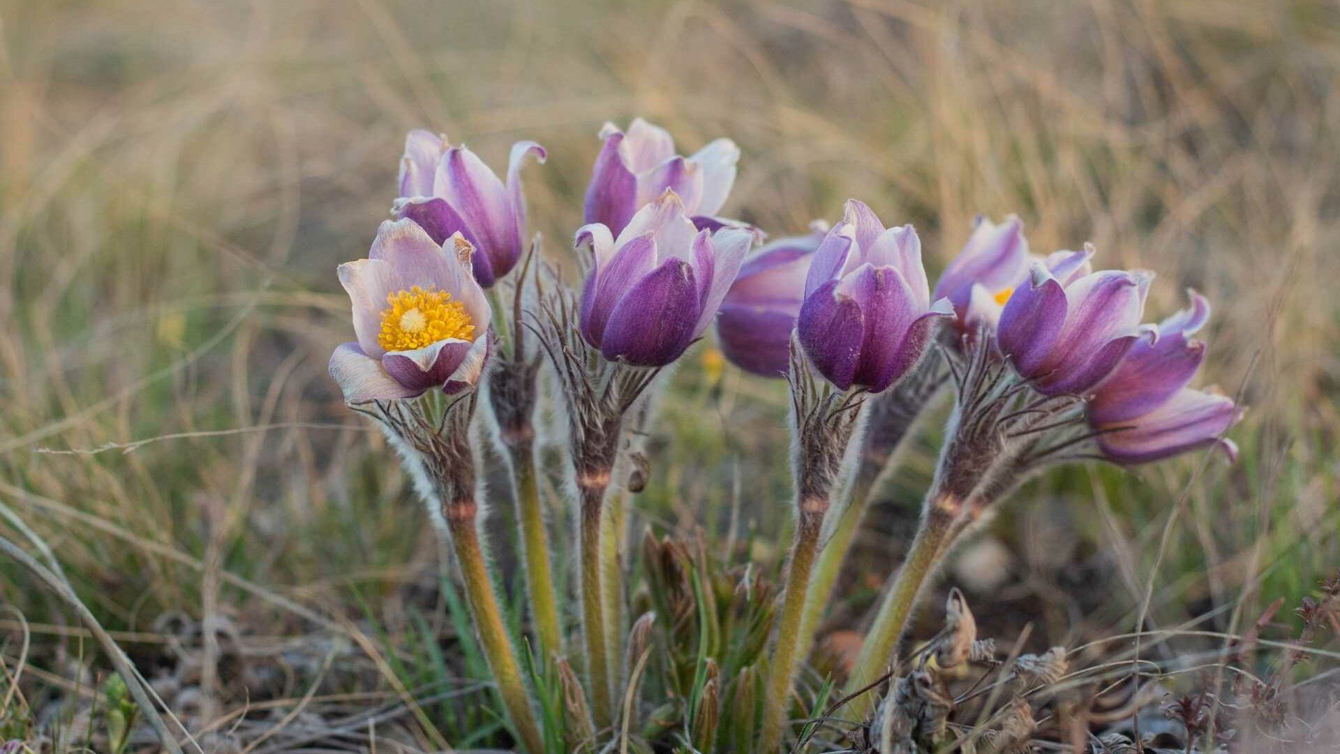 Küchenschelle (Pulsatilla vulgaris)