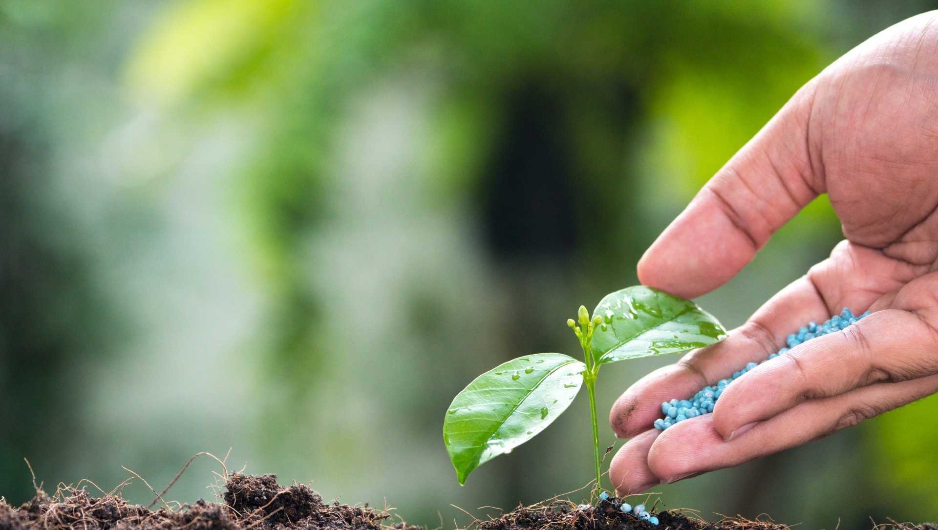 Chemischer Dünger zählt zu 9 Dingen, die aus dem Garten entfernen sollten