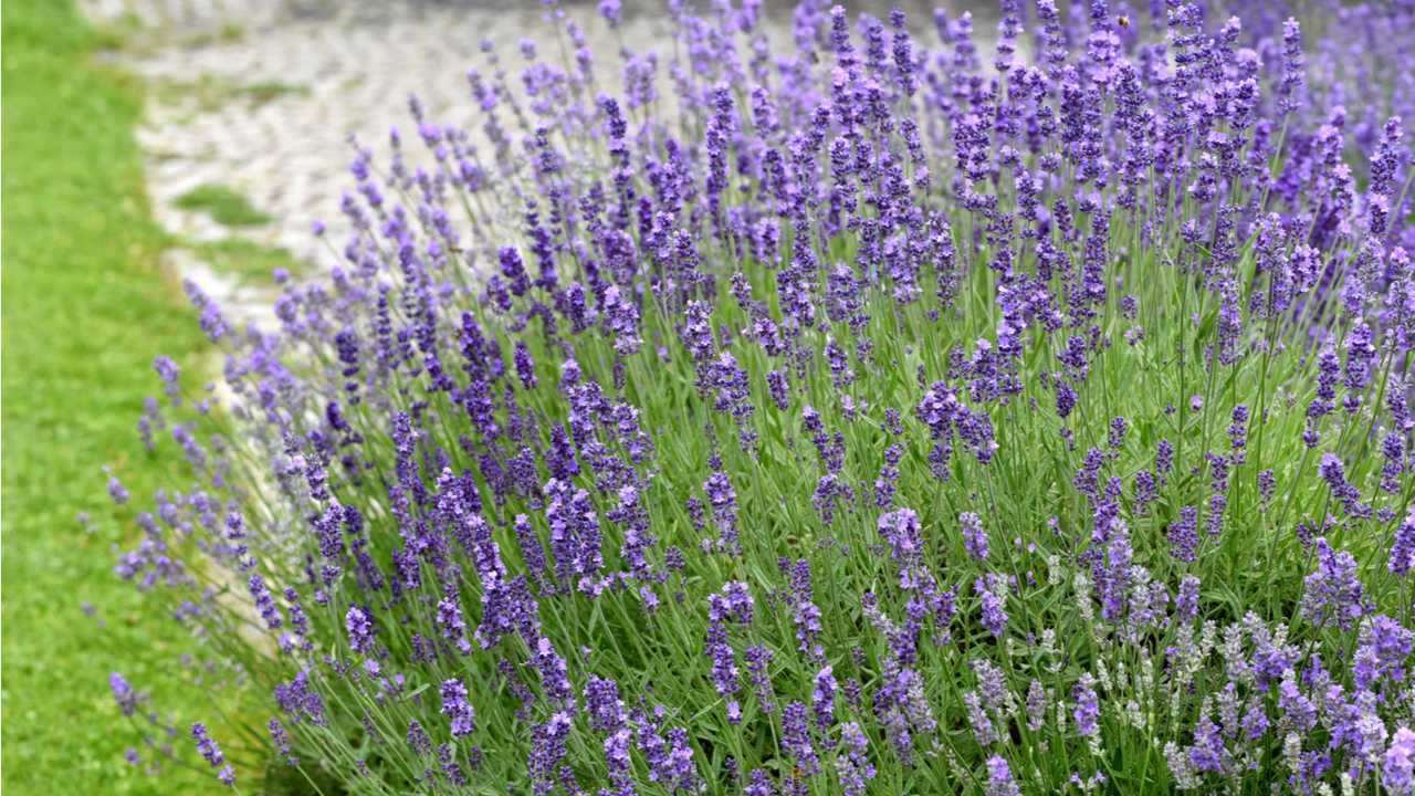 Violett blühender Lavendelstrauch