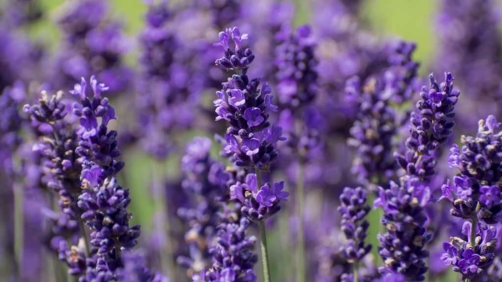 Violette Lavendelblüten in Nahaufnahme