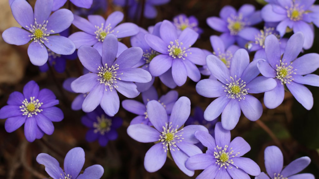 Violette Leberblümchen in Nahaufnahme