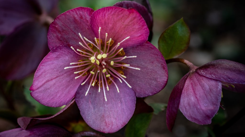 Dunkelrote Blüte einer Lenzrose