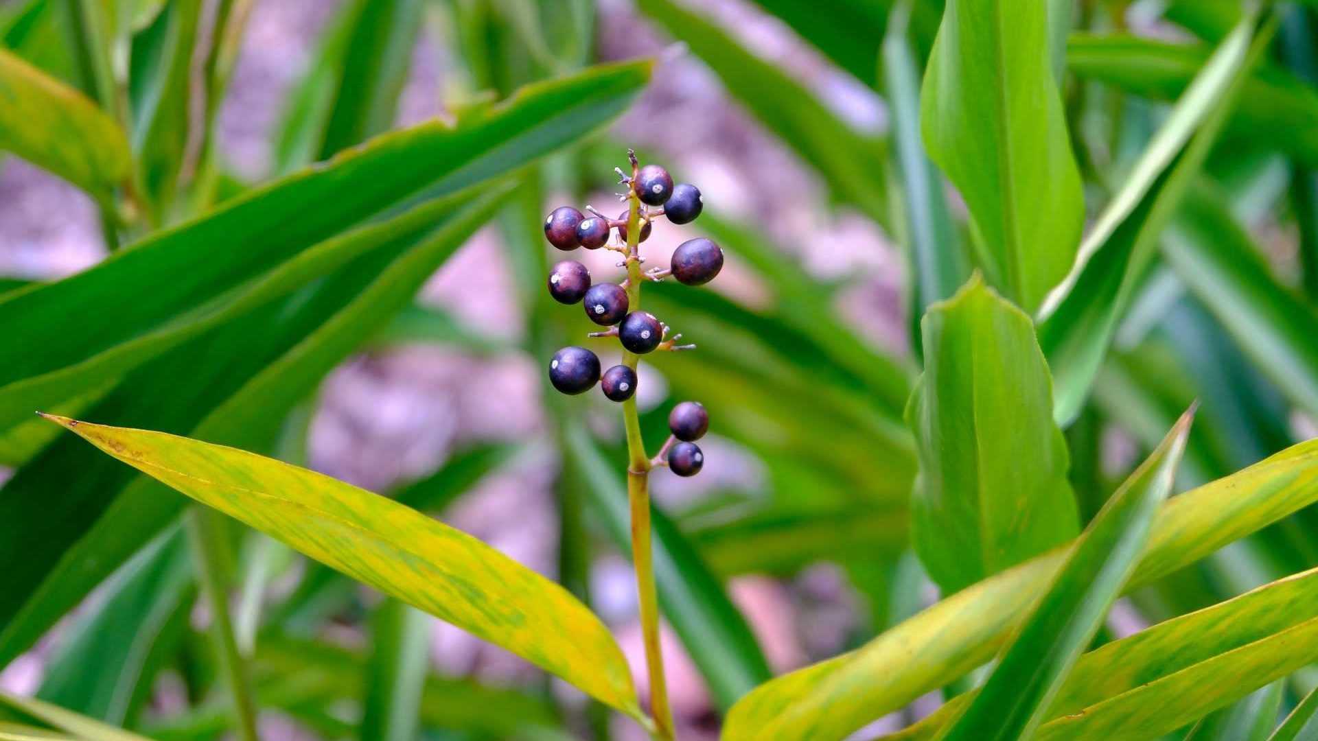 Frucht der Liguster