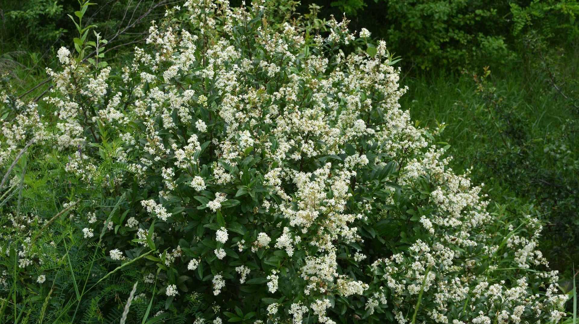 Liguster im Garten