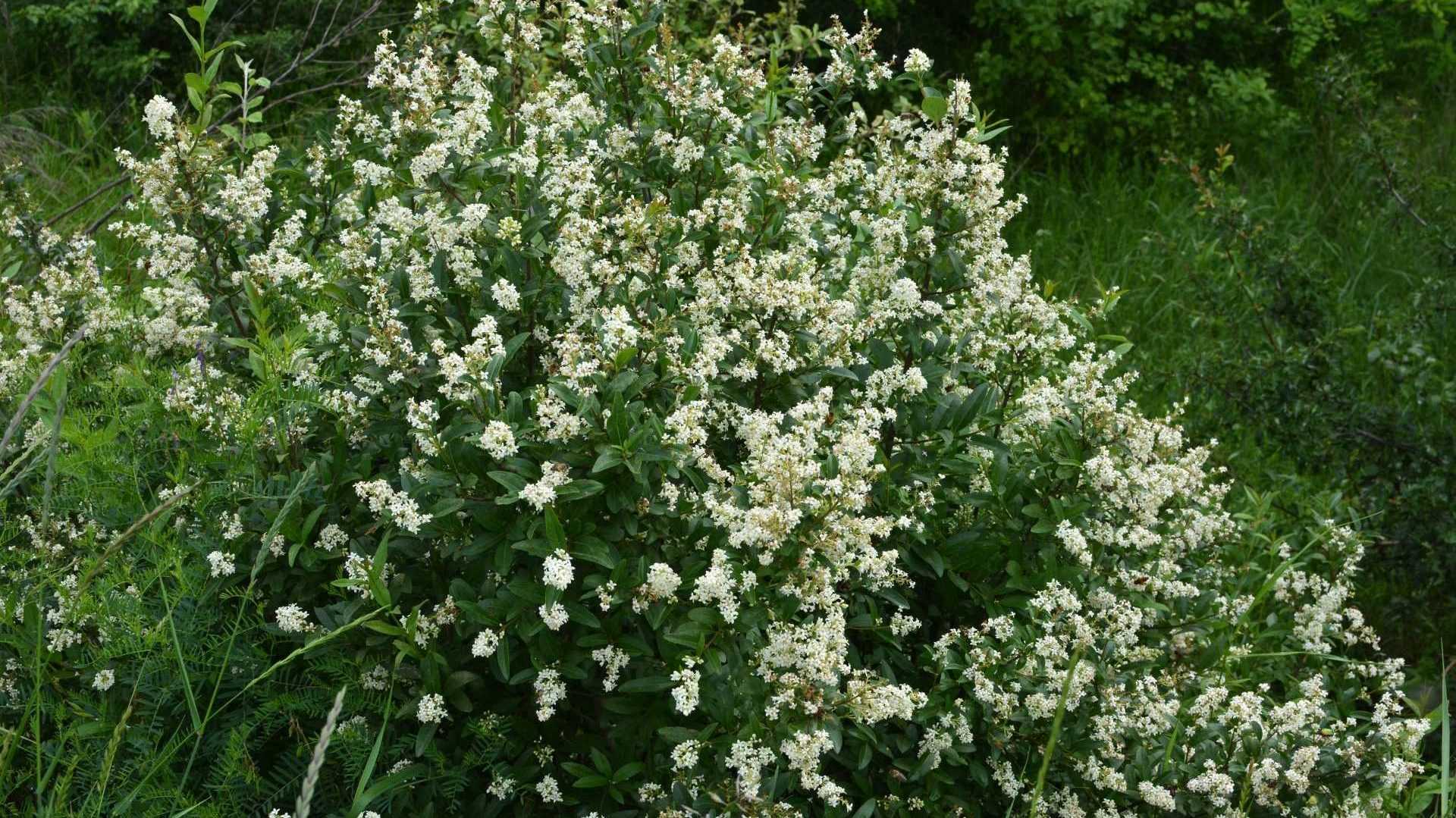 Liguster Strauch im Garten