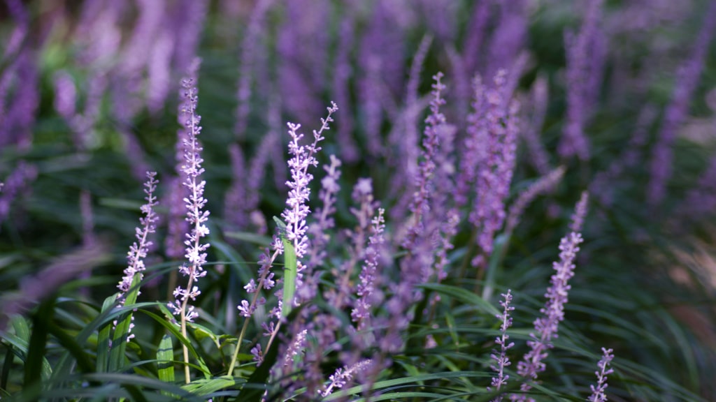 Violette Blütenstände der Lilientraube zwischen schmalen Blättern