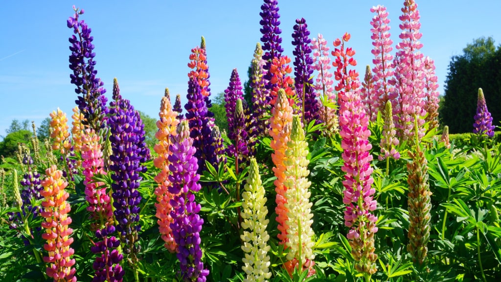 Lupinen im sonnigen Garten