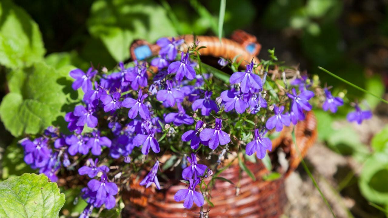 Blaue Männertreu-Blüten in einem Balkonkasten