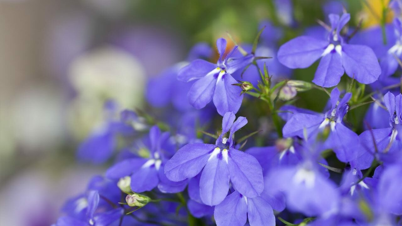 Blaue Blüten von Männertreu in Nahaufnahme