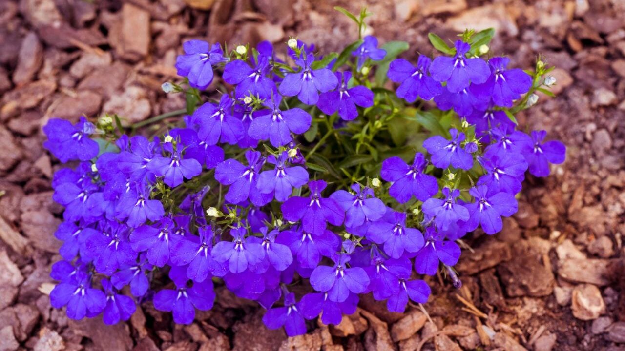 Kompakt wachsendes Männertreu mit violettblauen Blüten