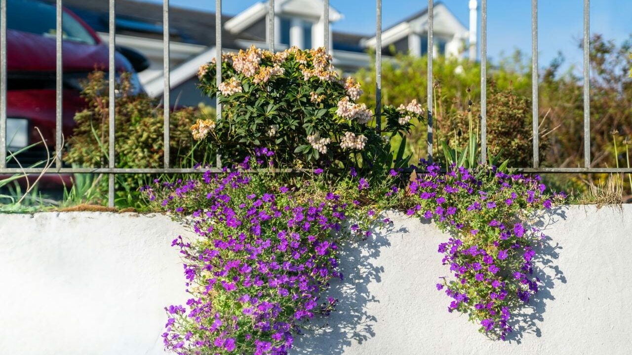 Hängendes Männertreu an einer weißen Mauer