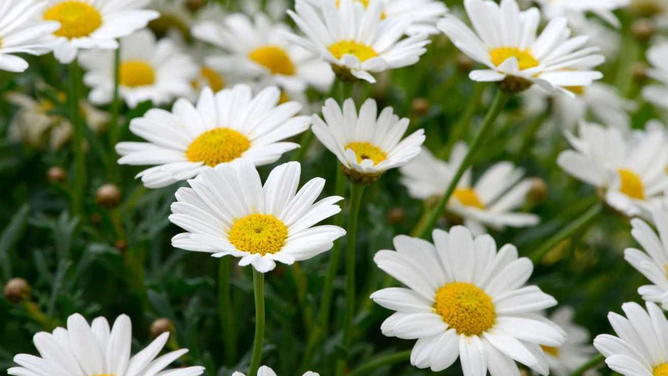 Viele blühende Margeriten