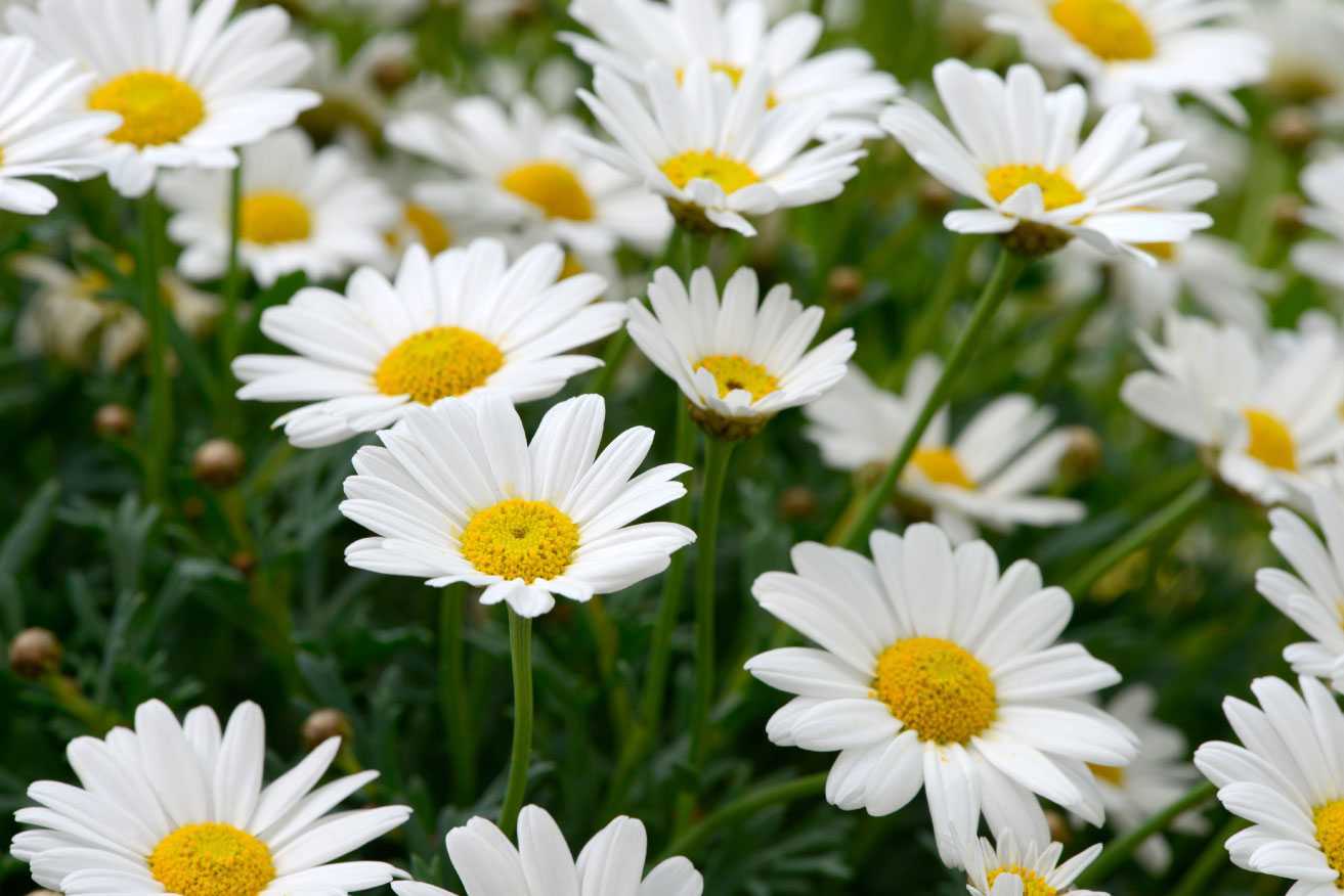Weiß blühende Stauden-Margeriten mit gelber Mitte